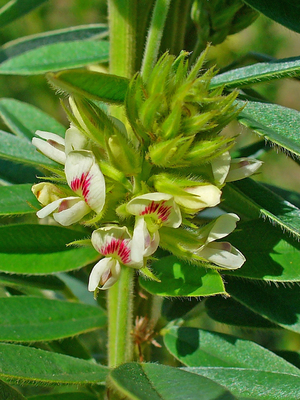 Lespedeza capitata