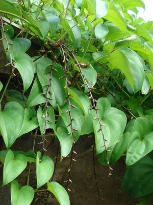 Dioscorea alata