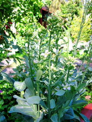 Gai lan plant short before flowering.