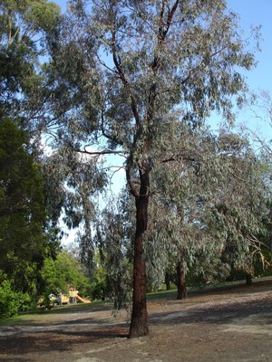 Eucalyptus sideroxylon