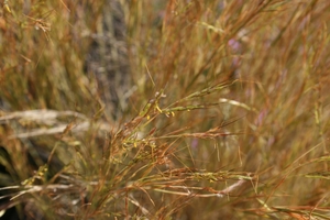 Goatgrass