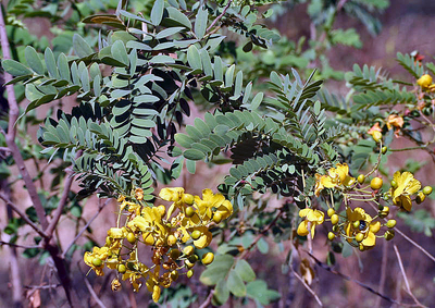 Senna auriculata