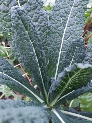 Leaves of a Jersey Kale
