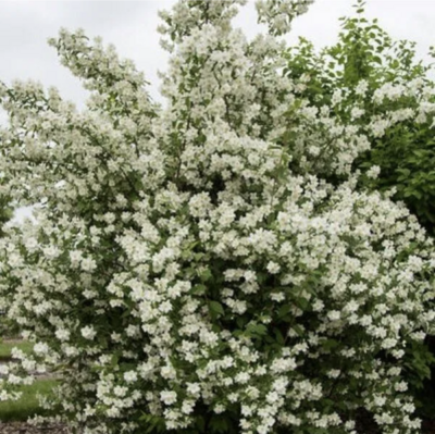 Philadelphus lewisii x Blizzard