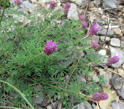 Dalea gattingeri