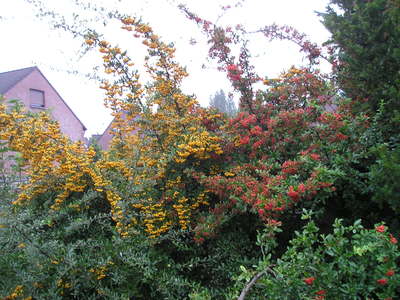 Pyracantha coccinea