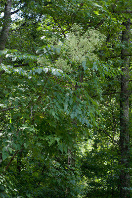 Aralia spinosa