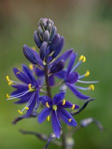 Wild Hyacinth