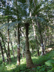 Sago Palm