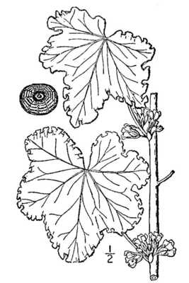 Malva verticillata