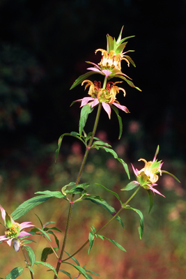 Monarda punctata