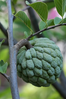 Annona squamosa