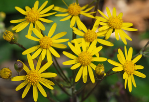 Golden Groundsel - Life Root