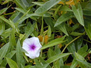 Swamp Morning Glory