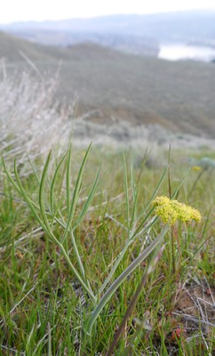 Lomatium triternatum