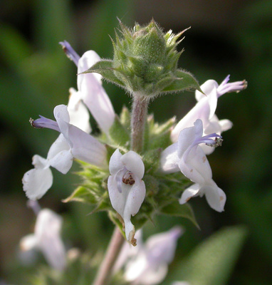 Salvia mellifera