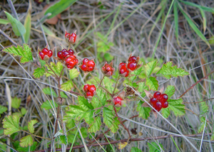 Japanese Raspberry