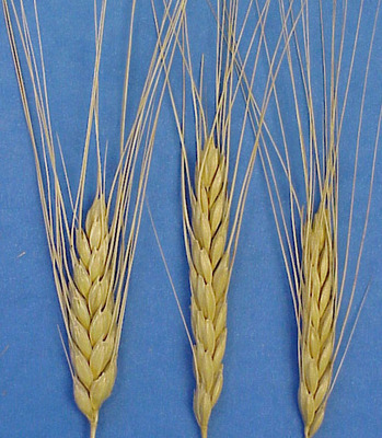 Triticum turgidum dicoccon