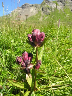 Gentiana purpurea