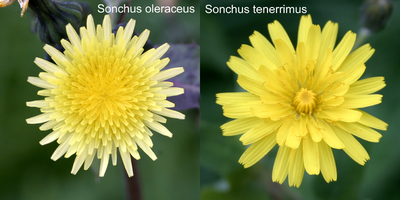 Sonchus tenerrimus