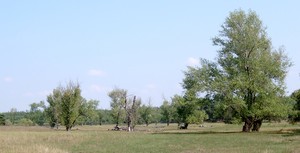 Black Poplar