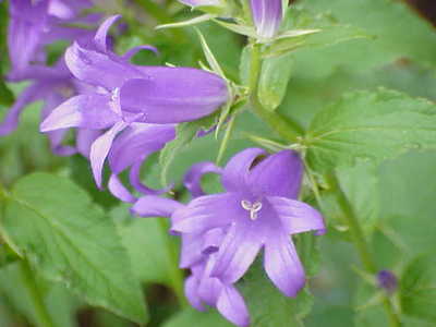 Campanula latifolia