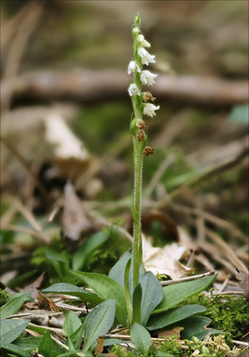 Goodyera repens