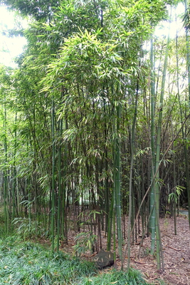 Phyllostachys iridescens