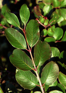 Southern Black Haw