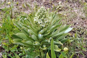 Green Gentian