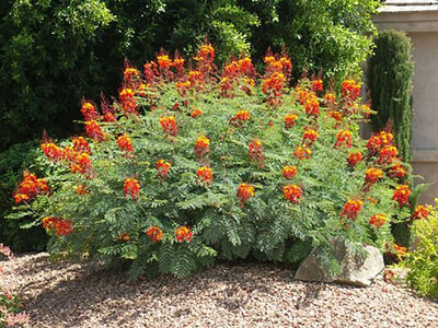 Red Bird of Paradise