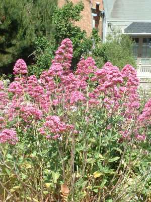 Centranthus ruber