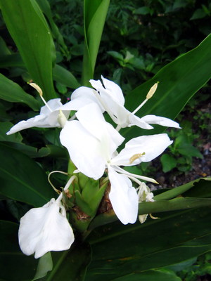 Hedychium coronarium