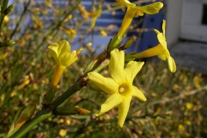 Winter-Flowering Jasmin