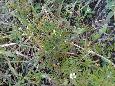 Tagetes micrantha