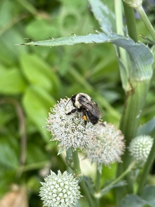 Button Eryngo
