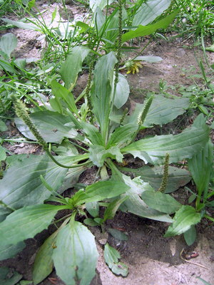 Plantago asiatica