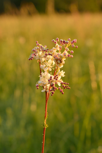 Dropwort