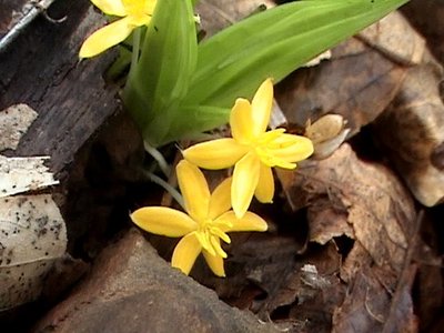 Curculigo orchioides