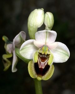 Sawfly Orchid