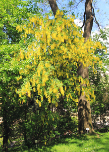 Scotch Laburnum