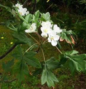 Lebanese wild apple