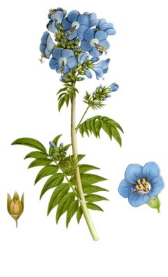 Polemonium caeruleum