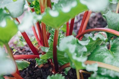 Close-up of a clump of small rhubarb.
