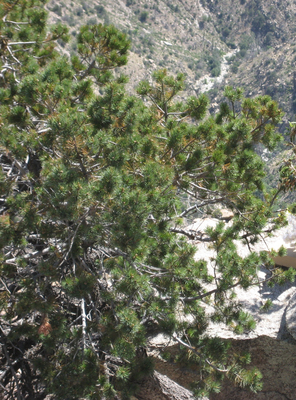 Pinus johannis