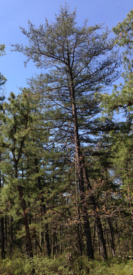 Pinus virginiana