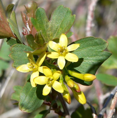 Ribes aureum