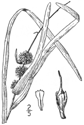 Sparganium americanum