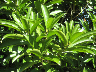 Melicytus ramiflorus