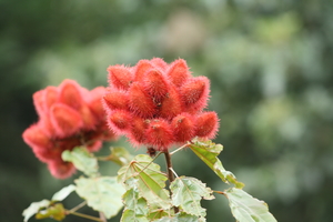 Annatto (Lipstick Plant